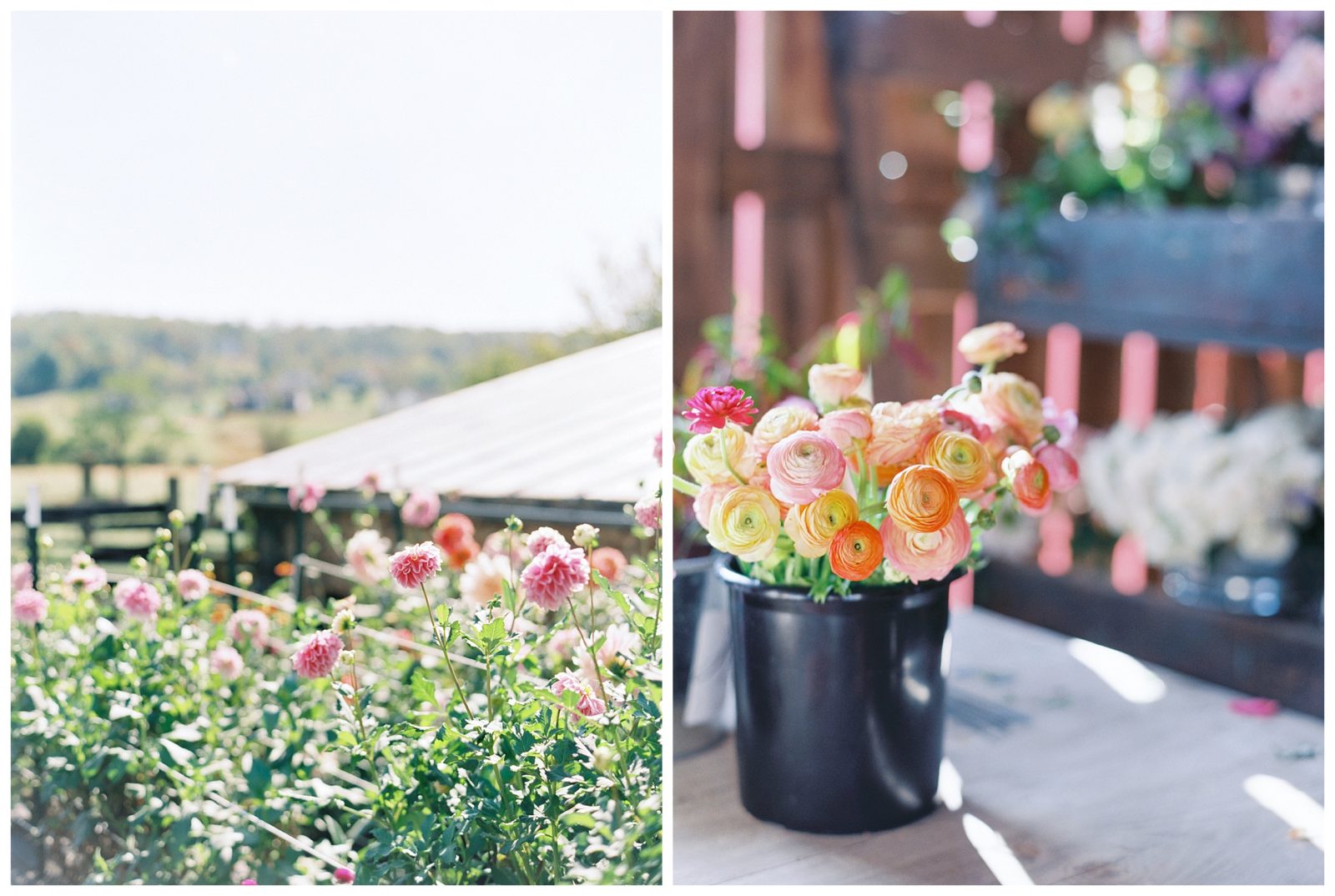 Flowerstock 2019 Virginia Floral Hope Flower Farm